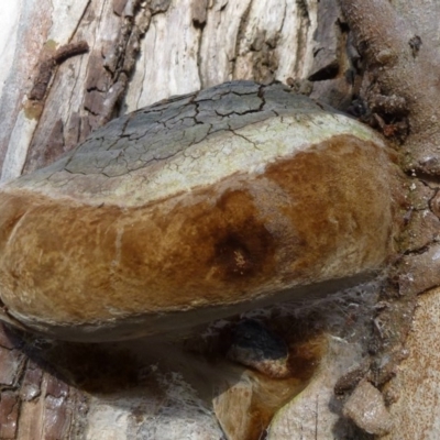 Phellinus sp. (non-resupinate) (A polypore) at ANBG - 16 Sep 2011 by Christine