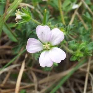 Geranium solanderi at Kambah, ACT - 26 Oct 2017