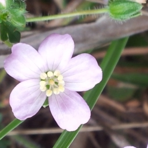 Geranium solanderi at Kambah, ACT - 26 Oct 2017