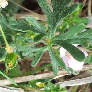 Geranium solanderi at Kambah, ACT - 26 Oct 2017