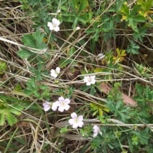 Geranium solanderi at Kambah, ACT - 26 Oct 2017