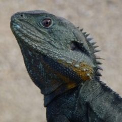 Intellagama lesueurii howittii (Gippsland Water Dragon) at Acton, ACT - 16 Sep 2011 by Christine