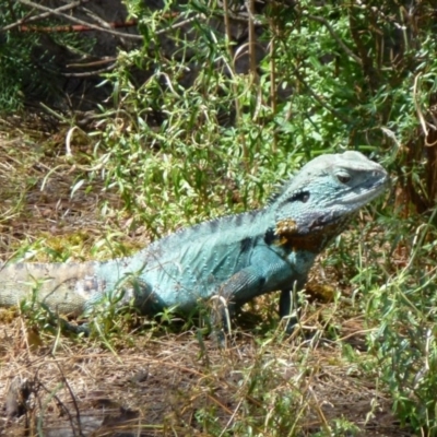 Intellagama lesueurii howittii (Gippsland Water Dragon) at Canberra Central, ACT - 3 Feb 2012 by Christine
