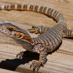 Varanus rosenbergi (Heath or Rosenberg's Monitor) at QPRC LGA - 28 Dec 2010 by Varanus