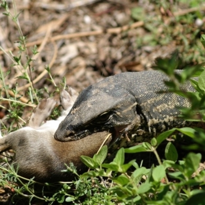 Varanus rosenbergi (Heath or Rosenberg's Monitor) at QPRC LGA - 26 Dec 2008 by Varanus