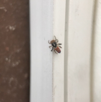 Maratus pavonis (Dunn's peacock spider) at Forde, ACT - 26 Oct 2017 by JasonC