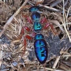 Diamma bicolor (Blue ant, Bluebottle ant) at QPRC LGA - 26 Oct 2017 by Wandiyali