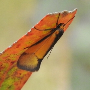 Philobota undescribed species near arabella at Kambah, ACT - 26 Oct 2017