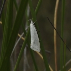 Zacorus carus (Wingia group moth) at Kambah, ACT - 26 Oct 2017 by JohnBundock