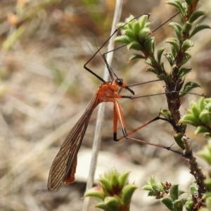 Harpobittacus australis at Kambah, ACT - 26 Oct 2017 11:54 AM