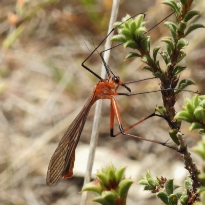 Harpobittacus australis (Hangingfly) at Kambah, ACT - 26 Oct 2017 by JohnBundock