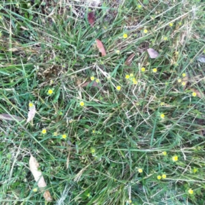 Trifolium campestre at Garran, ACT - 25 Oct 2017