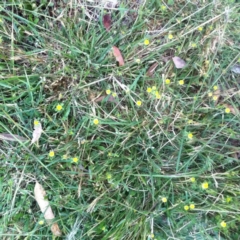 Trifolium campestre at Garran, ACT - 25 Oct 2017