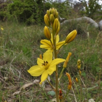 Bulbine bulbosa (Golden Lily) at Kambah, ACT - 26 Oct 2017 by JohnBundock