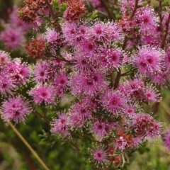 Kunzea parvifolia (Violet Kunzea) at Kambah, ACT - 26 Oct 2017 by JohnBundock