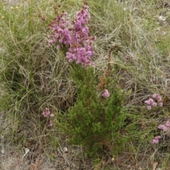 Kunzea parvifolia at Kambah, ACT - 26 Oct 2017