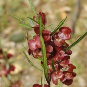 Dodonaea viscosa at Kambah, ACT - 26 Oct 2017