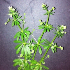 Galium aparine (Goosegrass, Cleavers) at Garran, ACT - 28 Aug 2017 by ruthkerruish