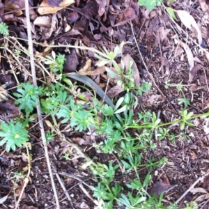 Galium aparine at Garran, ACT - 28 Aug 2017 04:26 PM