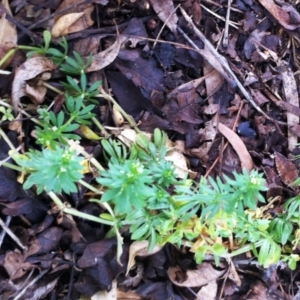 Galium aparine at Garran, ACT - 28 Aug 2017