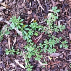 Galium aparine at Garran, ACT - 28 Aug 2017 04:26 PM