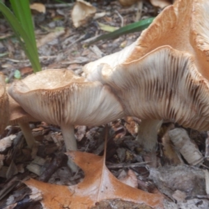 Agrocybe praecox group at Curtin, ACT - 22 Oct 2017