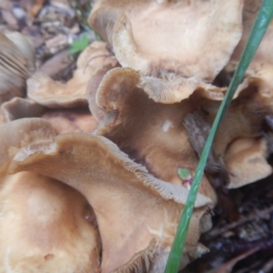 Agrocybe praecox group at Curtin, ACT - 22 Oct 2017