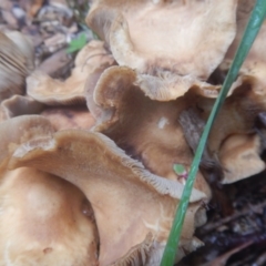 Agrocybe praecox group at Curtin, ACT - 22 Oct 2017