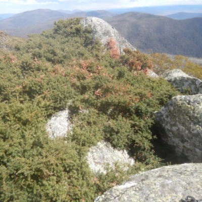 Podocarpus lawrencei (Mountain Plum Pine) at Cotter River, ACT - 24 Oct 2017 by MichaelMulvaney