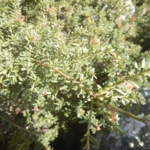 Podocarpus lawrencei at Cotter River, ACT - 24 Oct 2017 02:49 PM