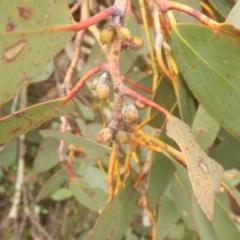 Eucalyptus pauciflora subsp. debeuzevillei (A Snow Gum) at Namadgi National Park - 24 Oct 2017 by MichaelMulvaney