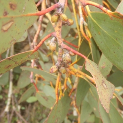 Eucalyptus pauciflora subsp. debeuzevillei (A Snow Gum) at Cotter River, ACT - 24 Oct 2017 by MichaelMulvaney