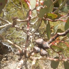 Eucalyptus pauciflora subsp. debeuzevillei at Cotter River, ACT - 24 Oct 2017 02:59 PM