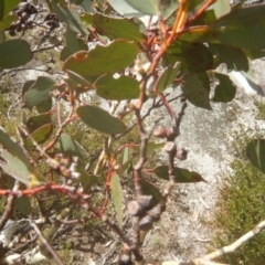 Eucalyptus pauciflora subsp. debeuzevillei at Cotter River, ACT - 24 Oct 2017 02:59 PM