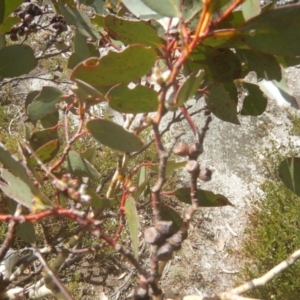 Eucalyptus pauciflora subsp. debeuzevillei at Cotter River, ACT - 24 Oct 2017