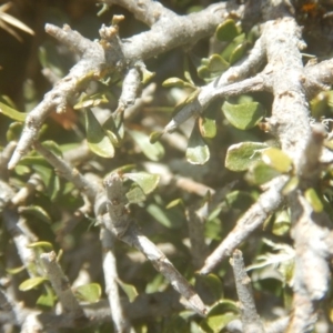 Melicytus dentatus at Cotter River, ACT - 24 Oct 2017