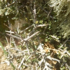 Melicytus dentatus at Cotter River, ACT - 24 Oct 2017