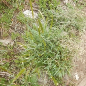 Anthoxanthum odoratum at Cotter River, ACT - 24 Oct 2017