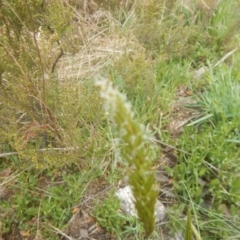 Anthoxanthum odoratum at Cotter River, ACT - 24 Oct 2017