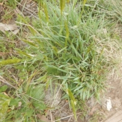 Anthoxanthum odoratum at Cotter River, ACT - 24 Oct 2017