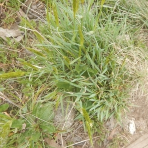 Anthoxanthum odoratum at Cotter River, ACT - 24 Oct 2017