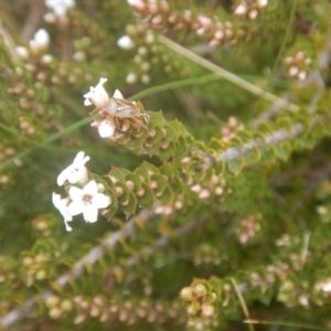 Epacris microphylla at Cotter River, ACT - 24 Oct 2017