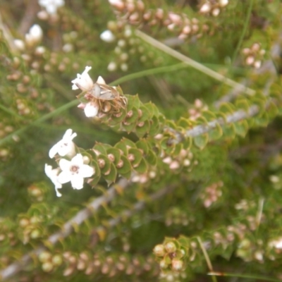 Epacris microphylla (Coral Heath) at Cotter River, ACT - 24 Oct 2017 by MichaelMulvaney