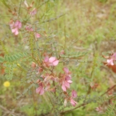 Indigofera adesmiifolia (Tick Indigo) at Stromlo, ACT - 25 Oct 2017 by MichaelMulvaney