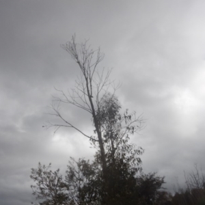 Daphoenositta chrysoptera at Stromlo, ACT - 26 Oct 2017