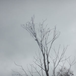 Daphoenositta chrysoptera at Stromlo, ACT - 26 Oct 2017