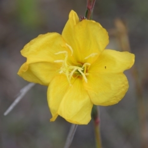 Oenothera stricta subsp. stricta at Yarralumla, ACT - 26 Oct 2017