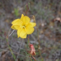 Oenothera stricta subsp. stricta at Yarralumla, ACT - 26 Oct 2017