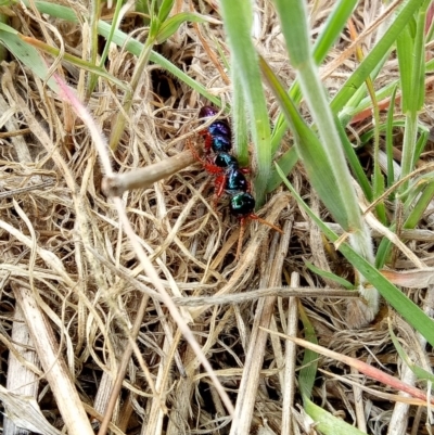 Diamma bicolor (Blue ant, Bluebottle ant) at Jerrabomberra Grassland - 26 Oct 2017 by samreid007