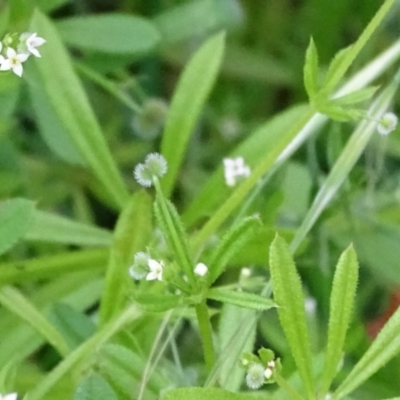 Galium aparine (Goosegrass, Cleavers) at Isaacs Ridge and Nearby - 26 Oct 2017 by Mike